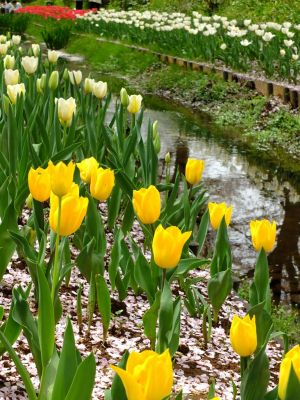 江川せせらぎ緑道

