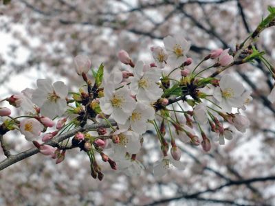 江川せせらぎ緑道
