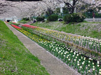 江川せせらぎ緑道
