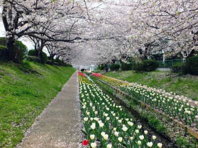 江川せせらぎ緑道
