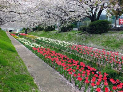 江川せせらぎ緑道
