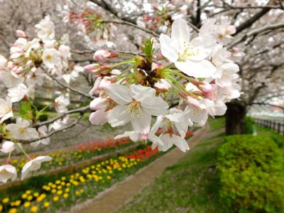 江川せせらぎ緑道
