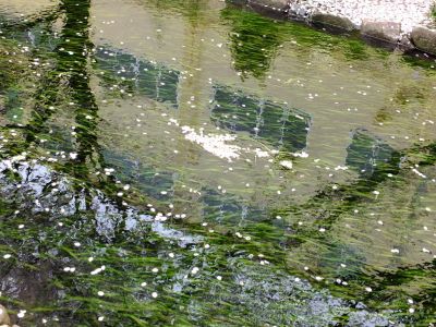 江川せせらぎ緑道
