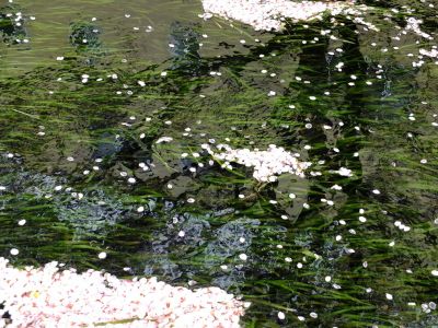 江川せせらぎ緑道
