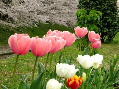 江川せせらぎ緑道
