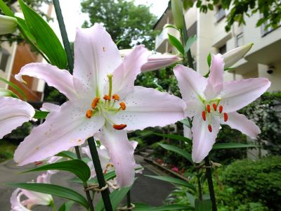 けやきヶ丘（カサブランカ）
