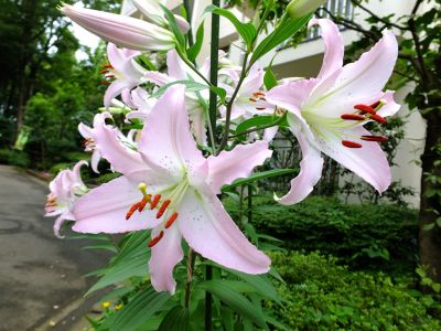 けやきヶ丘（カサブランカ）
