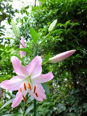 けやきヶ丘（カサブランカ）
