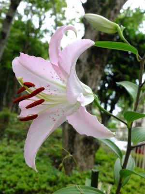 けやきヶ丘（カサブランカ）
