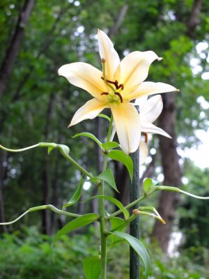 けやきヶ丘（カサブランカ）
