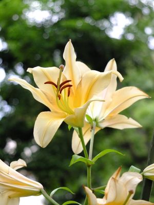 けやきヶ丘（カサブランカ）
