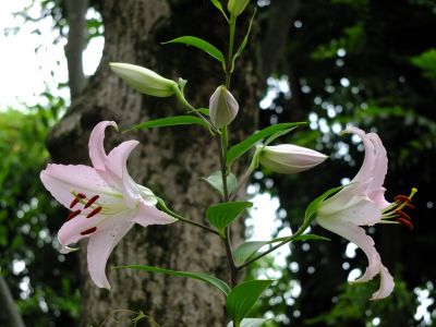 けやきヶ丘（カサブランカ）
