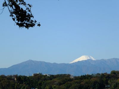 川和市民の森より
