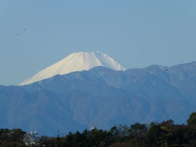 川和市民の森より
