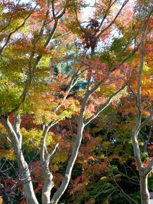 中山恒三郎家（書院）
