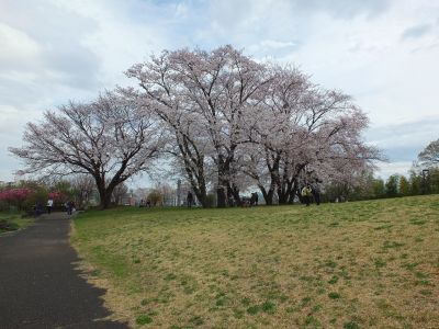 染井吉野（八幡山公園）
