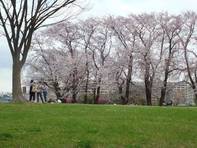 染井吉野（八幡山公園）
