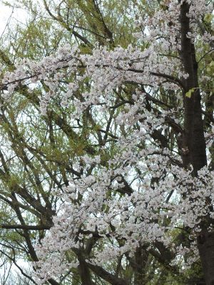 染井吉野（八幡山公園）
