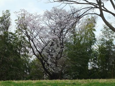 染井吉野（八幡山公園）
