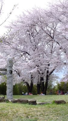 中川八幡山公園
