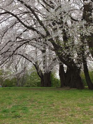 染井吉野（八幡山公園）
