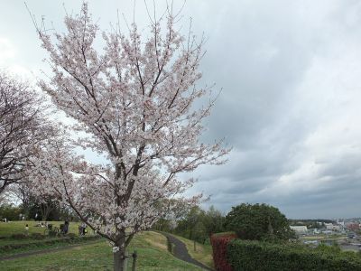 染井吉野（八幡山公園）

