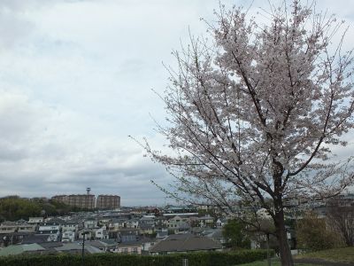 染井吉野（八幡山公園）
