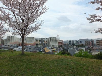 染井吉野（八幡山公園）
