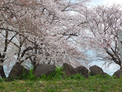 染井吉野（八幡山公園）
