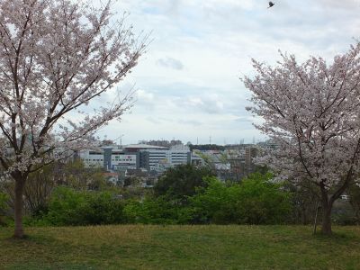 染井吉野（八幡山公園）
