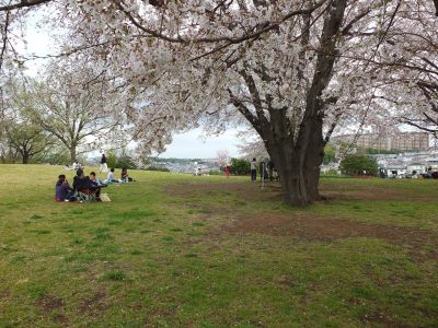 染井吉野（八幡山公園）
