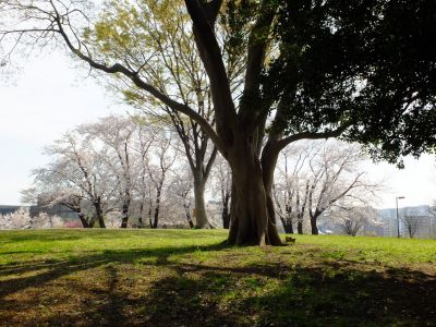 八幡山公園
