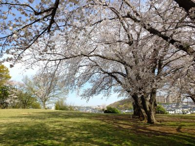 八幡山公園

