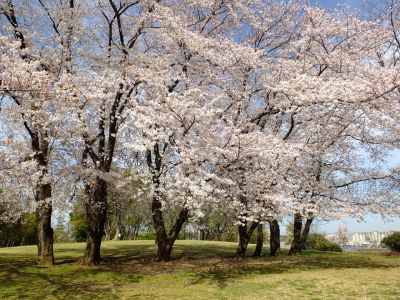 八幡山公園
