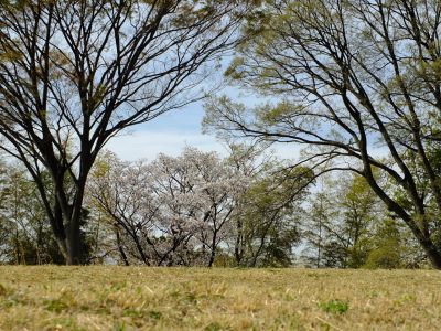八幡山公園

