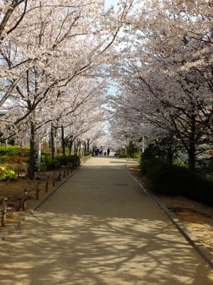 都筑小学校校門前の桜並木
