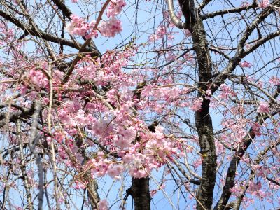 牛久保東さくらんぼ公園
