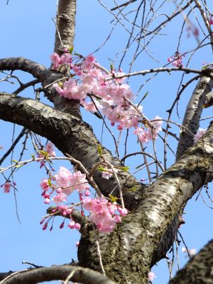 牛久保東さくらんぼ公園
