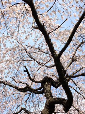 牛久保東さくらんぼ公園
