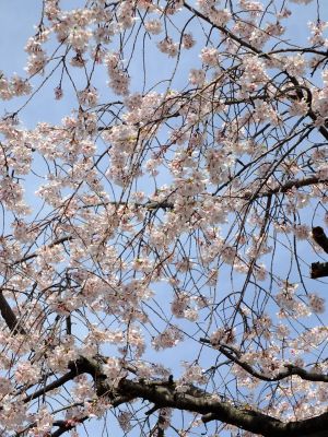 牛久保東さくらんぼ公園
