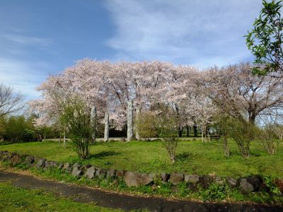 八幡山公園
