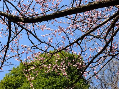 茅ヶ崎公園（梅の花）
