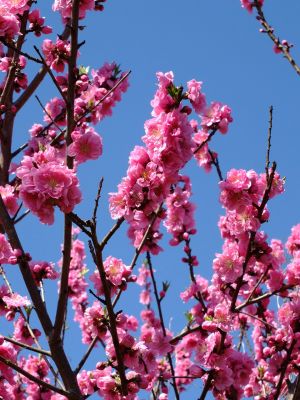 荏田南5丁目（桃の花）

