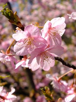 茅ヶ崎公園（河津ざくら）
