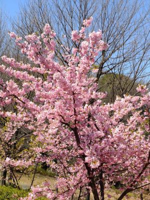 茅ヶ崎公園（河津ざくら）
