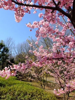 茅ヶ崎公園（河津ざくら）
