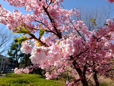 茅ヶ崎公園（河津ざくら）
