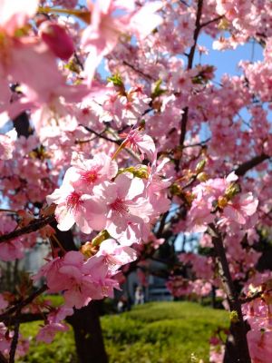 茅ヶ崎公園（河津ざくら）
