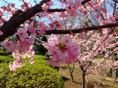 茅ヶ崎公園（河津ざくら）
