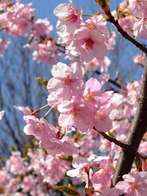 茅ヶ崎公園（河津ざくら）
